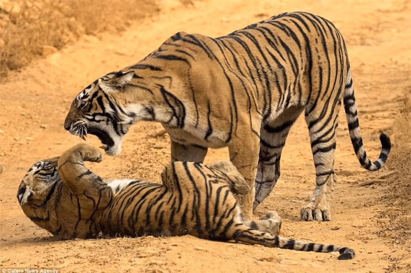 Nín thở xem hổ mẹ dạy con Nin tho xem ho me day con