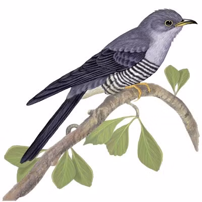 Người ta gọi những người bị lừa trong dịp 1/4 là “April Fool”, ở Scotland thì được gọi là “gowk” cũng có nghĩa là “fool” – kẻ ngốc. Từ “Gowks” là tên gọi khác của một loài chim cúc cu. Nguồn gốc của tấm biển “Đá tôi” cũng có thể xuất phát từ lễ kỷ niệm ngày April “Gowks” của người Scotland.