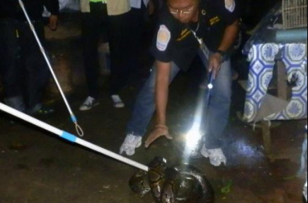 Để bắt trăn lực lượng cứu hộ đã phải dùng đến gậy gộc cho trăn quấn chặt vào đó.