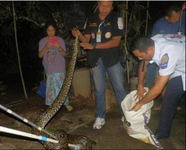Họ đang cố gắng đưa con trăn vào bao tải một cách an toàn. Nguyên việc để lôi con trăn ra khỏi gầm chuồng gà, lực lượng cứu hộ đã mất đến 30 phút. Con vật sau đó đã được thả về rừng. 