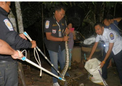 Bị tấn công con trăn tỏ ra rất hung dữ buộc lực lượng vây bắt phải dùng tới hai gậy để khống chế.