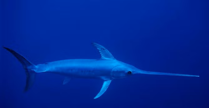 Cá kiếm có quả mắt khổng lồ để săn mồi tốt hơn trong môi trường nước.