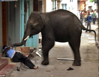 Con voi nặng 2 tấn chạy thẳng vào làng quật chết cụ ông 84 tuổi đang chơi bi sắt. Ảnh minh họa