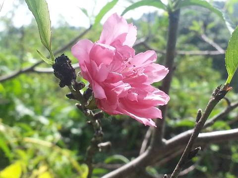 Hoa đào khoe sắc giữa mùa thu xứ Lạng (ảnh: Lã Đoàn)