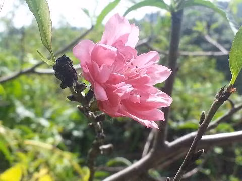 Hoa đào khoe sắc giữa mùa thu xứ Lạng (ảnh: Lã Đoàn)