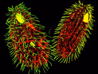 Sau khi tiến hành nhiều nghiên cứu, các nhà khoa học phát hiện đặc tính phức tạp trong việc quyết định giới tính đời sau của sinh vật kỳ dị này.