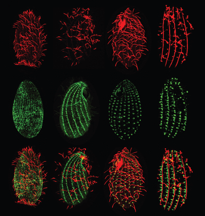 Bởi vì giới tính được sắp đặt ngẫu nhiên, mỗi con Tetrahymena đều có giới tính riêng của bản thân hoặc mô hình giao phối riêng tồn tại trong vỏ tế bào.