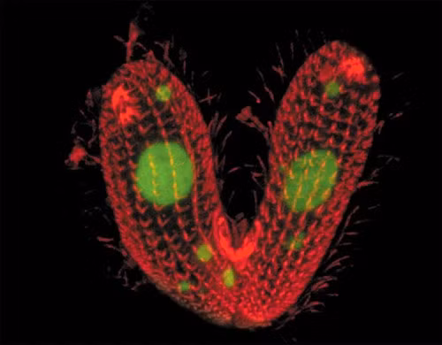Tetrahymena thermophila là một trong những sinh vật đơn bào có bí ẩn giới tính khiến các nhà khoa học tò mò nhất.