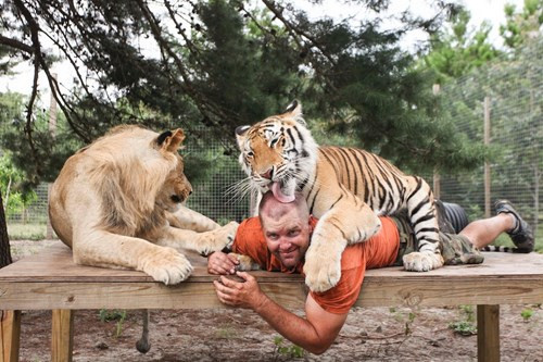 Để nuôi nấng các loài động vật này, ông Carl phải mua gần 800kg thịt làm thức ăn mỗi tuần, tiêu tốn một khoản tiền lớn.