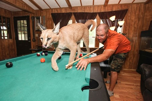 Ông Carl chơi bi-a cùng thú cưng.