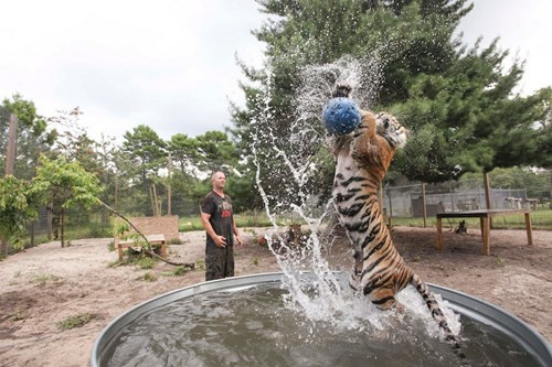 Trong suốt 9 năm qua, ông Carl ăn, ngủ và chơi đùa rất thân thiết với những con thú hoang đáng sợ này.
