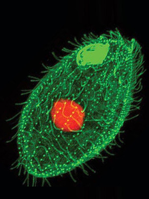 Tetrahymena là một tế bào có hai nhân quan trọng. Nhân nhỏ chứa chất liệu cần thiết cho sự sinh sản, còn nhân to là buồng máy tạo tính mềm dẻo cho vi sinh vật.