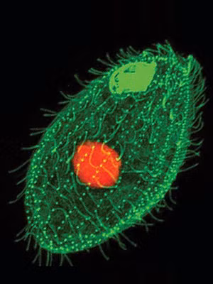 Tetrahymena là một tế bào có hai nhân quan trọng. Nhân nhỏ chứa chất liệu cần thiết cho sự sinh sản, còn nhân to là buồng máy tạo tính mềm dẻo cho vi sinh vật.