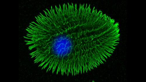 Khi Tetrahymena thermophila giao phối, có tới 7 loại gene ghép cặp quy định giới tính nên giới tính của thế hệ sau sẽ khác so với bố mẹ của chúng.