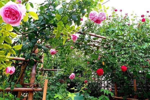 Tuc nghen vi con dau an uong khong moi, sang ngu 8h moi day