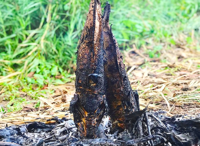 br/> Người miền Tây sở hữu nhiều món ngon từ cá lóc, trong đó cá lóc nướng trui nổi tiếng bậc nhất. Cá lóc đồng tươi được rửa sạch bùn nhớt, rồi người chế biến xiên que tre từ miệng tới đuôi, sau đó cắm xuống đất và ém rơm khô xung quanh để nướng. Món này ngon nhất khi được cuốn cùng bánh tráng, rau sống… chấm vào chén nước mắm pha. Ảnh: Hoai.duy.