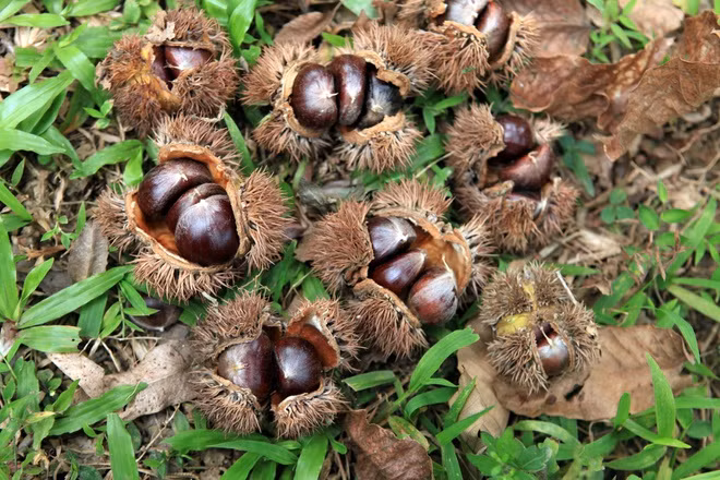 br/> Huyện Trùng Khánh nằm ở phía đông bắc tỉnh, được xem là " thủ phủ hạt dẻ" của Cao Bằng. Theo thống kê, huyện này có hơn 250 ha cây dẻ, cho đặc sản hạt dẻ Trùng Khánh nổi tiếng. Thời điểm tháng 9, 10 hàng năm cũng là mùa thu hoạch hạt dẻ, một thức quà mùa thu hấp dẫn. Ảnh: Lê Bích.