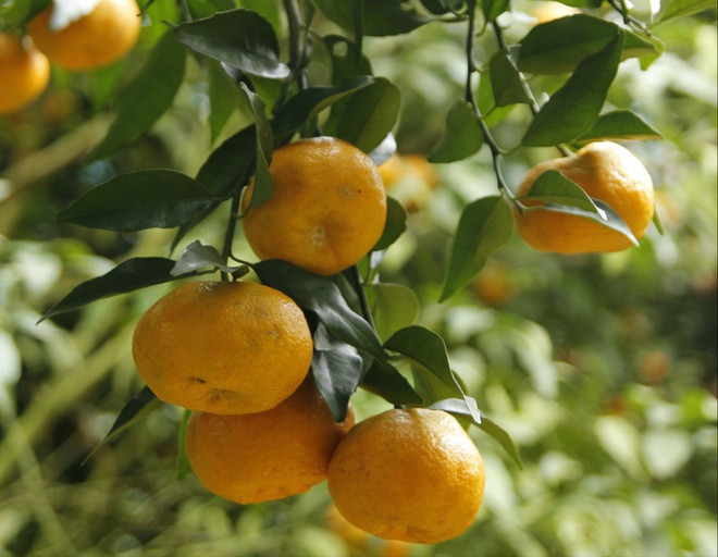 br/> Quýt Trà Lĩnh là đặc sản Cao Bằng. Địa danh Trà Lĩnh trước đây là một huyện của Cao Bằng, song từ tháng 3/2020 đã giải thể, phần lớn địa bàn sáp nhập vào huyện Trùng Khánh. Quýt Trà Lĩnh ít chua, ngọt thơm, quả bóng đẹp, mọng nước, chính vụ thu hoạch vào thời điểm cuối năm. Ảnh: Trung Nguyên/Biên phòng.