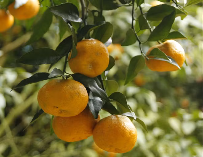 br/> Quýt Trà Lĩnh là đặc sản Cao Bằng. Địa danh Trà Lĩnh trước đây là một huyện của Cao Bằng, song từ tháng 3/2020 đã giải thể, phần lớn địa bàn sáp nhập vào huyện Trùng Khánh. Quýt Trà Lĩnh ít chua, ngọt thơm, quả bóng đẹp, mọng nước, chính vụ thu hoạch vào thời điểm cuối năm. Ảnh: Trung Nguyên/Biên phòng.