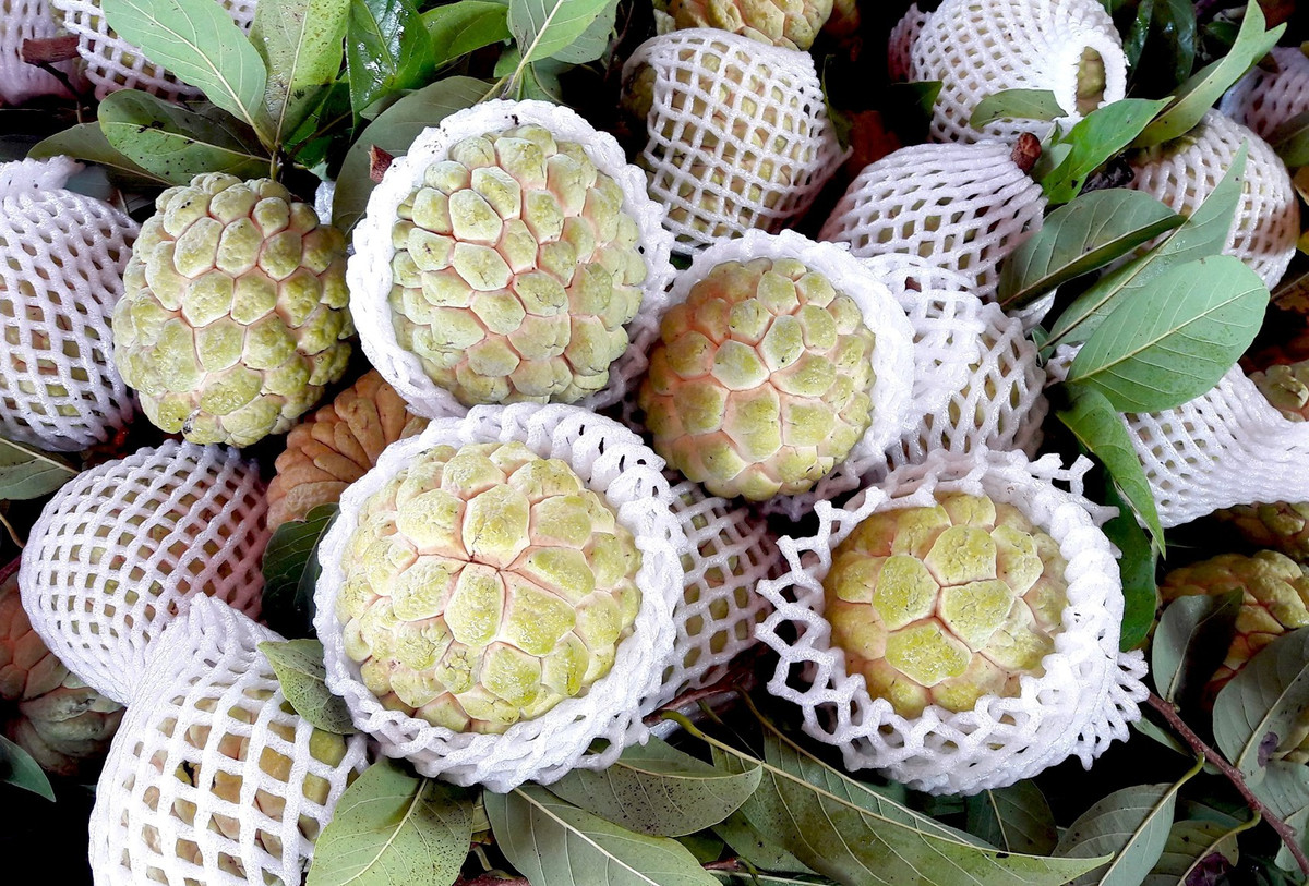 Một số loại trái cây có cách gọi khác nhau ở 2 miền. Miền Bắc gọi quả na, hay na dai, miền Nam gọi trái mãng cầu. Tương tự là roi - mận, hồng xiêm - sapôchê. Trái táo (kiểu táo Mỹ) thường được gọi là trái bom ở miền Nam, trong khi với nhiều người miền Nam, khi nhắc đến trái táo, người ta hình dung ra loại táo xanh, quả nhỏ, có vị chua, có thể ăn cả vỏ. Ảnh: Mãng Cầu Bà Đen Tây Ninh.