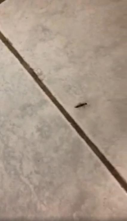 Bo anh giai oan cho kien ba khoang, Gen Z xem chia 2 phe-Hinh-3