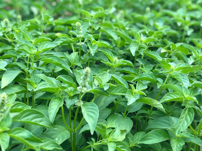 br/> Lá é được biết đến như một loại gia vị độc đáo của Phú Yên. Người dân nơi đây chế biến nhiều hương vị từ lá é như giã nhuyễn với muối ăn kèm cơm nóng, nấu canh, cuốn gỏi... Loại rau này ngày càng phổ biến ở nhiều địa phương. Tại Đà Lạt, tín đồ ẩm thực cũng thường thưởng thức vị lá é chua dịu, the the đầu lưỡi trong món lẩu. Ảnh: Benhaisan.