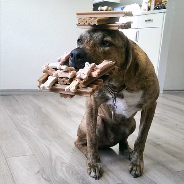 Trổ tài làm xiếc.