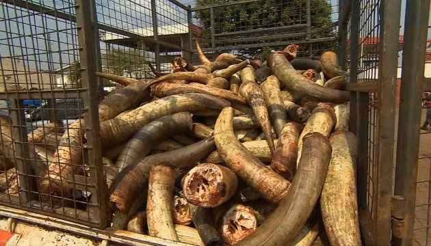 Khi những con bò bị giết, cặp sừng rất dài của chúng thường bị bỏ đi. Lwanga cho biết: “Tôi chỉ nghĩ rằng tôi có thể mang nó về và biến thành một cái gì đó thật đẹp”.