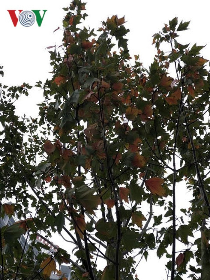 Cây phong ban đầu cũng trổ lá màu xanh lục.