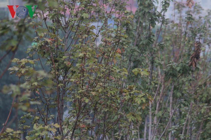 300 cây phong lá đỏ được triển khai trồng thí điểm với kỳ vọng mang lại cảnh sắc lãng mạn cho đường phố phía Tây Thủ đô vào cuối Thu và đầu Đông.