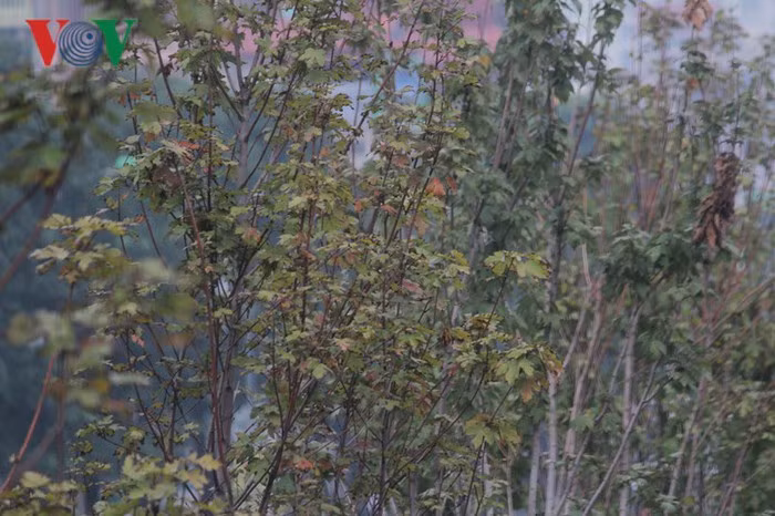 300 cây phong lá đỏ được triển khai trồng thí điểm với kỳ vọng mang lại cảnh sắc lãng mạn cho đường phố phía Tây Thủ đô vào cuối Thu và đầu Đông.