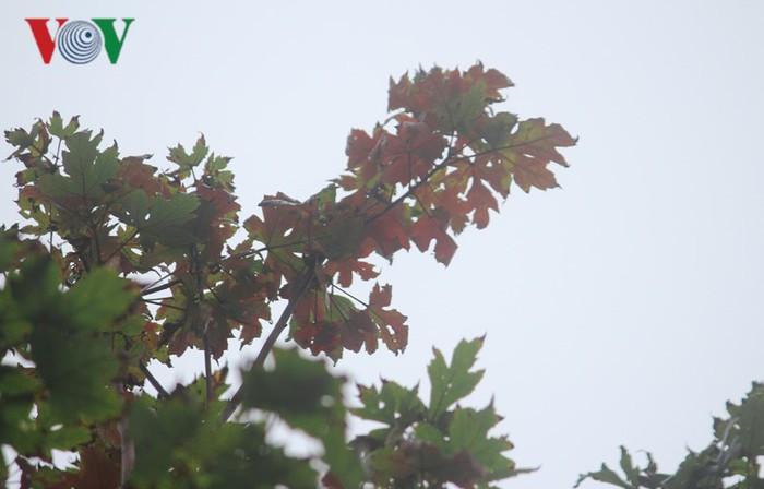 Một cây phong trưởng thành, có tán lá to xòe rộng, mất khoảng 70 đến 80 năm.