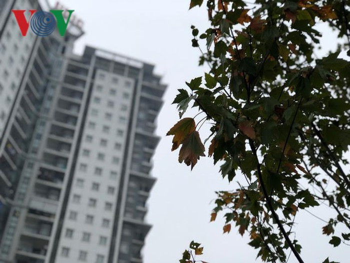 Nhiều người bảo, chỉ cần vài đợt gió lạnh, cả hàng cây sẽ đồng loạt chuyển sắc đỏ đặc trưng tạo nên một không gian thú vị.