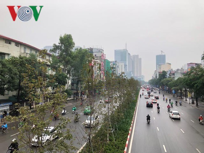 Đầu năm 2018, Thành phố Hà Nội bắt đầu trồng cây phong lá đỏ tại dải phân cách giữa đường phố Nguyễn Chí Thanh, Láng Hạ, Trần Duy Hưng.