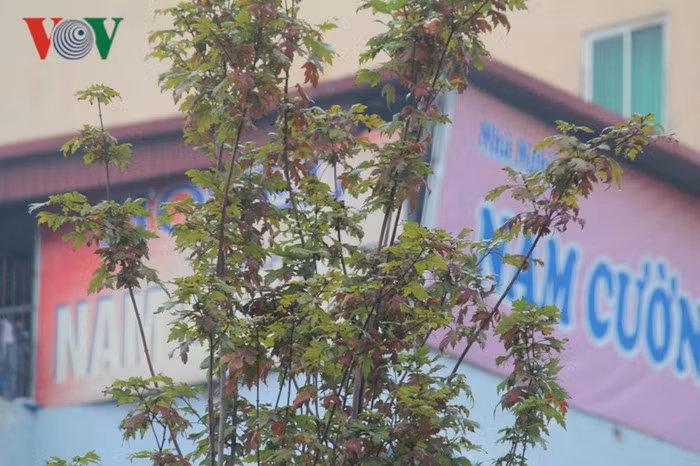 Khi tiết trời chuyển từ thu sang đông, lá cây sẽ chuyển màu đỏ thẫm.