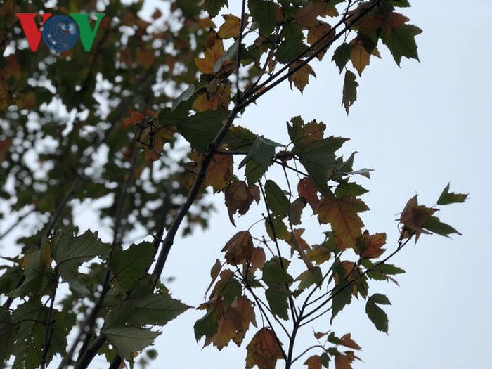 Theo chuyên gia cây trồng, phong lá đỏ đang trồng ở Hà Nội là loại phong được thuần hóa. Do đó, cây phong lá đỏ có thể phát triển khi được trồng ở Thủ đô Hà Nội.