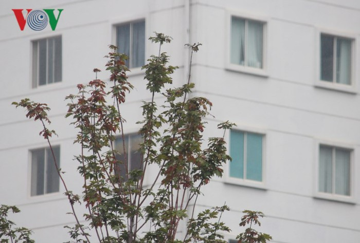 Vào cuối hè lá phong từ xanh chuyển sang màu vàng lúc chớm thu.