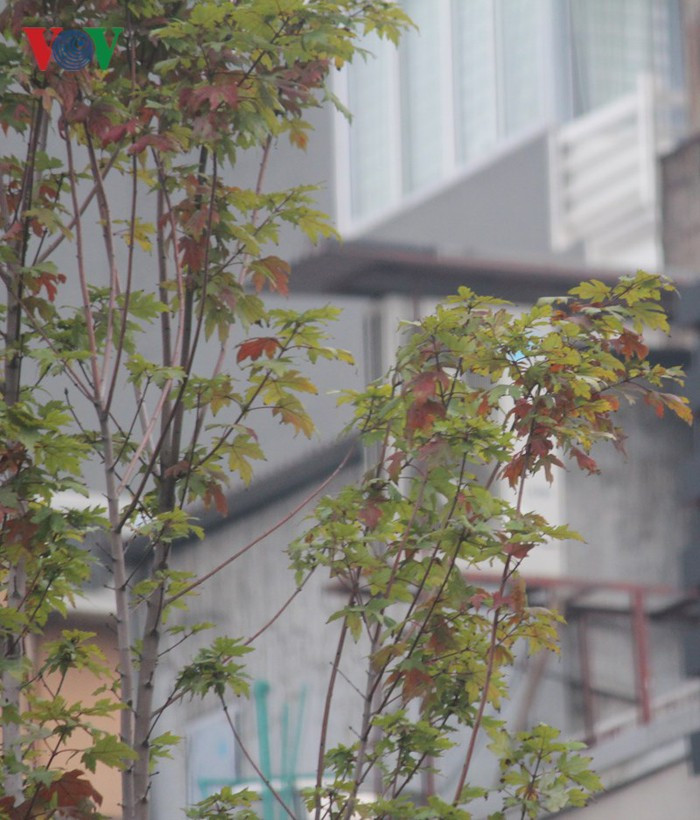 Mỗi cây phong được cách nhau khoảng 3m. Mỗi cây cao từ 6-8m, đường kính khoảng 20-30cm.