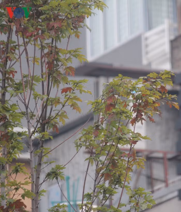 Mỗi cây phong được cách nhau khoảng 3m. Mỗi cây cao từ 6-8m, đường kính khoảng 20-30cm.