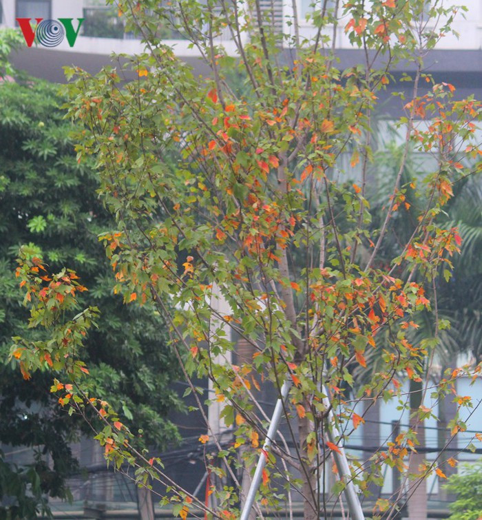 Một số cây phong lá chuyển mạnh sang màu vàng đỏ khiến người dân đi qua ngỡ ngàng.