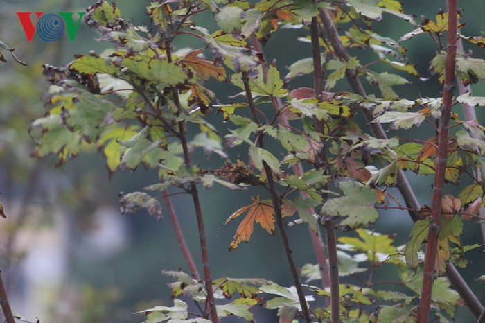 Mặc dù cây vẫn phát triển nhưng đầu lá xuất hiện màu đen úa héo khiến nhiều người cho rằng cây không thích ứng với khí hậu Hà Nội để cho ra sắc đỏ.