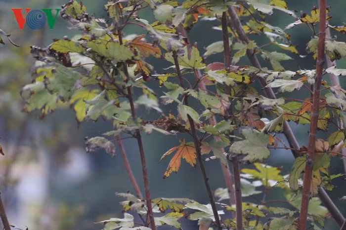 Mặc dù cây vẫn phát triển nhưng đầu lá xuất hiện màu đen úa héo khiến nhiều người cho rằng cây không thích ứng với khí hậu Hà Nội để cho ra sắc đỏ.