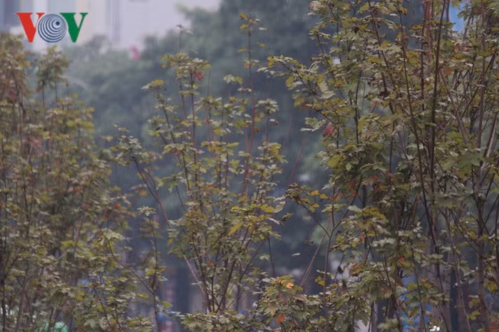 Tuy nhiên, vài ngày nay khi có những đợt gió lạnh đầu tiên, cộng mưa phùn nhiệt độ giảm sâu hàng phong lá đỏ bắt đầu chuyển màu.