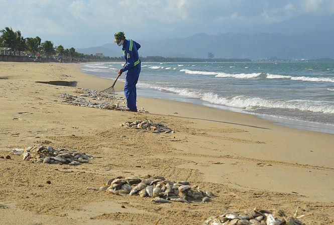 He lo nguyen nhan ca chet dat trang bo bien Da Nang