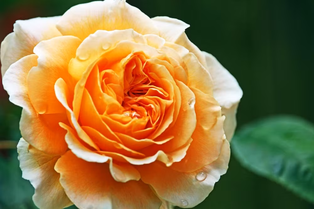 3 con giap tu tin, sang tao, o dau cung toa sang-Hinh-3