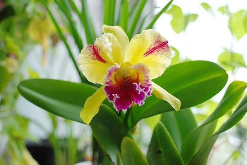 Top 5 loai hoa dat nhat the gioi: Choang vang voi gia cua so 1-Hinh-3