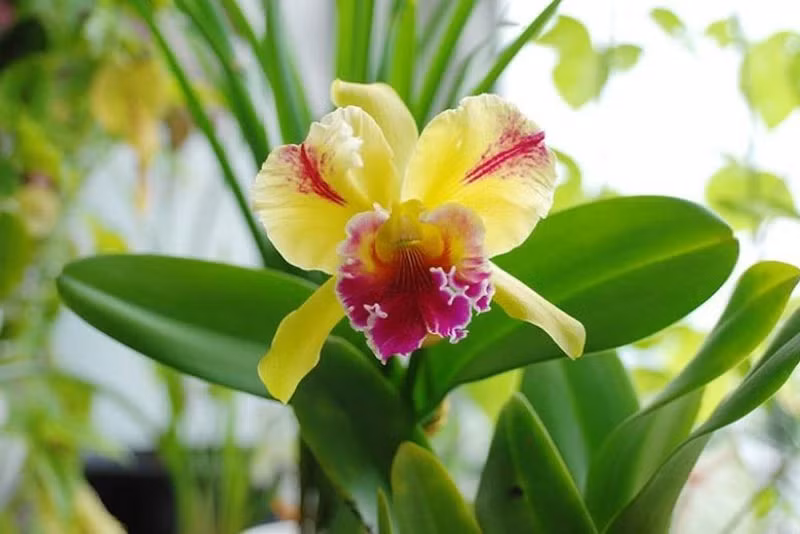 Top 5 loai hoa dat nhat the gioi: Choang vang voi gia cua so 1-Hinh-3