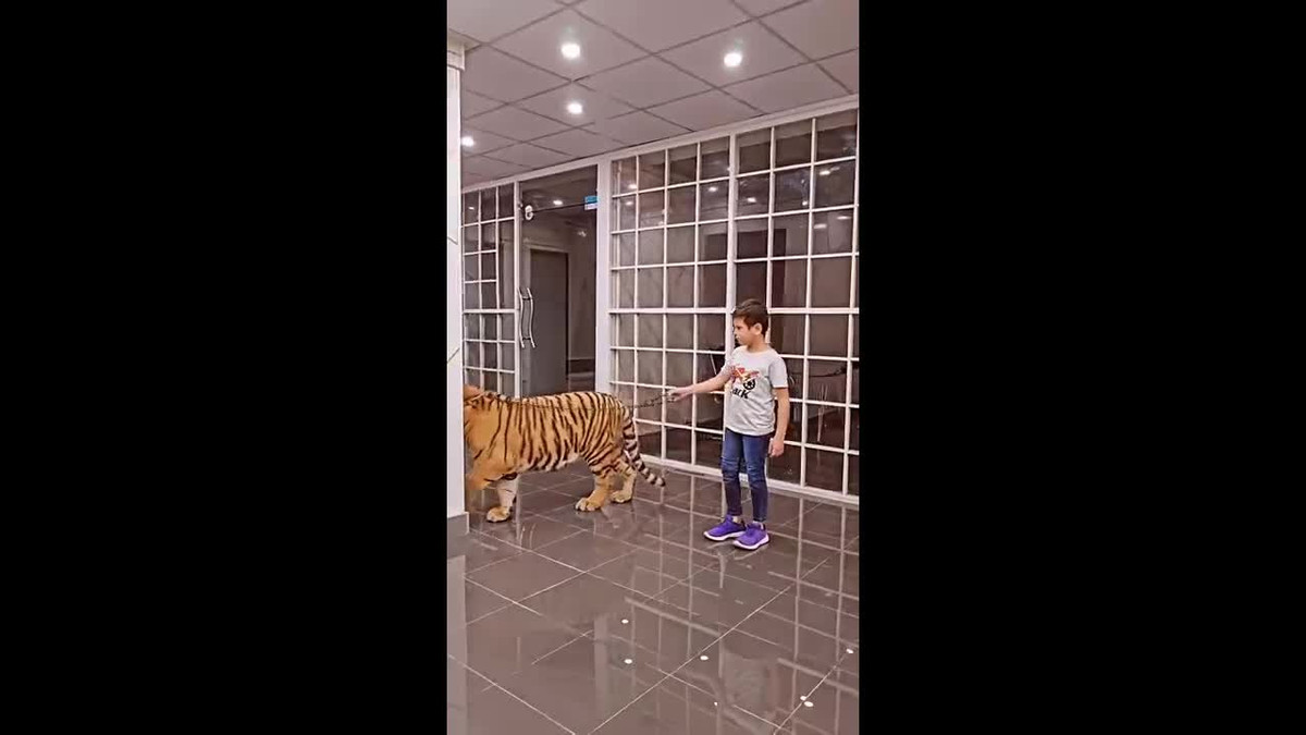 Clip: Phát hoảng cảnh bé trai thản nhiên dắt hổ khổng lồ đi dạo Clip: Phat hoang canh be trai than nhien dat ho khong lo di dao