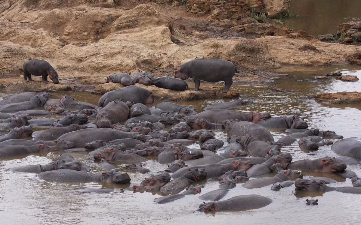 Vi sao phan ha ma lai khien cho hang nghin con ca chet ngat?