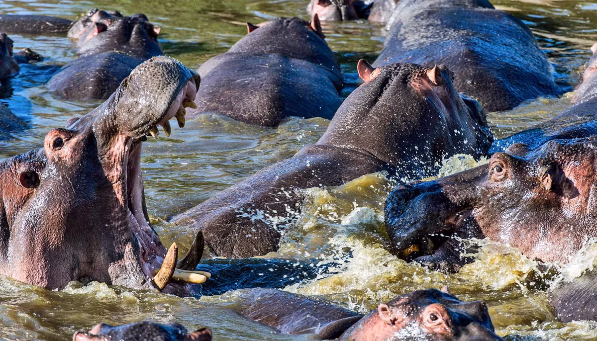 Vi sao phan ha ma lai khien cho hang nghin con ca chet ngat?-Hinh-2